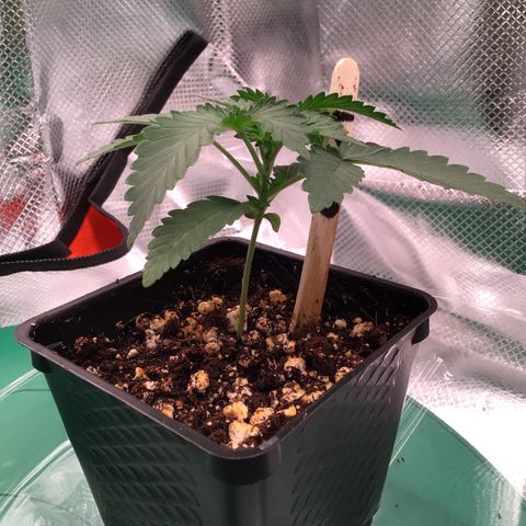 FAST ASSAPPETTE growlog timeline photo
