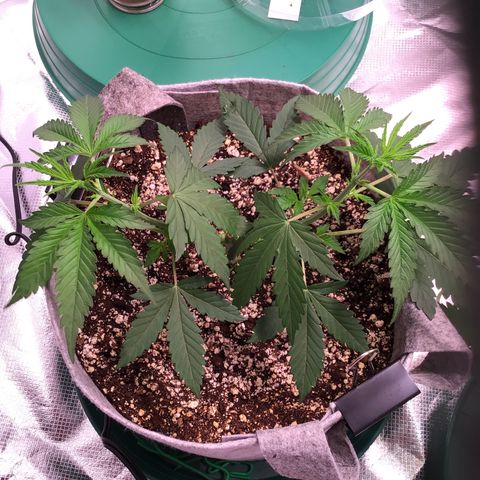 Red Hot Cookies growlog photo: Before 2nd topping...manifold.....and after topping w/lst 