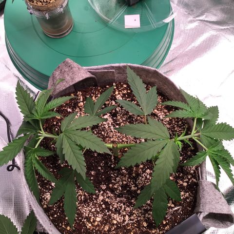 Red Hot Cookies growlog photo: Before 2nd topping...manifold.....and after topping w/lst 