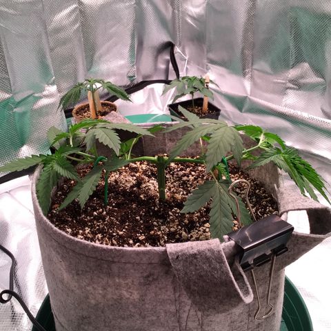 Red Hot Cookies growlog photo: Before 2nd topping...manifold.....and after topping w/lst 