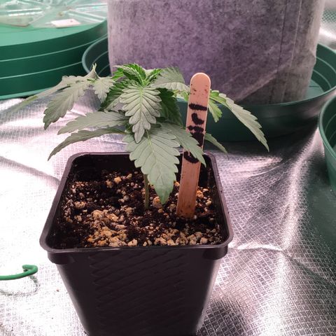 FAST ASSAPPETTE growlog timeline photo