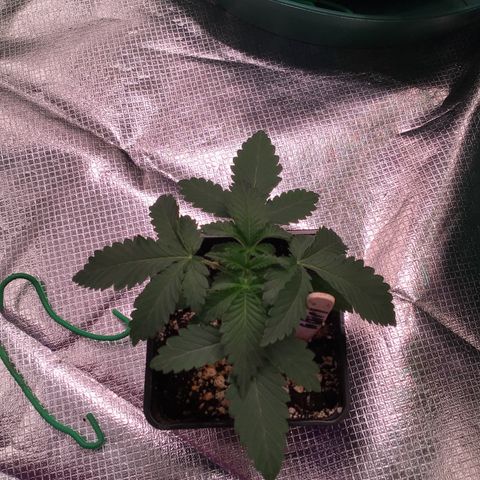 FAST ASSAPPETTE growlog timeline photo