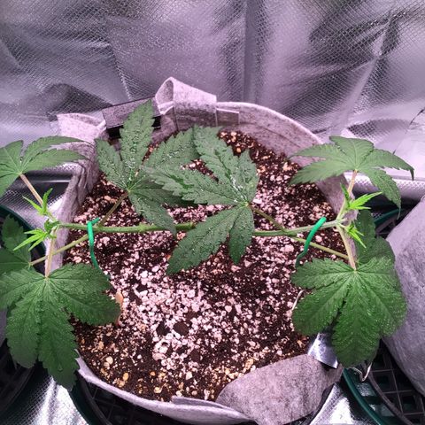 Red Hot Cookies growlog timeline photo