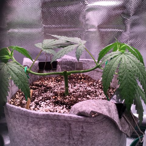 Red Hot Cookies growlog timeline photo