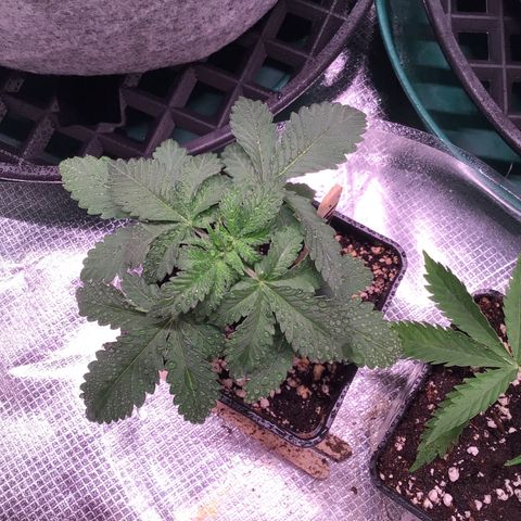 FAST ASSAPPETTE growlog timeline photo