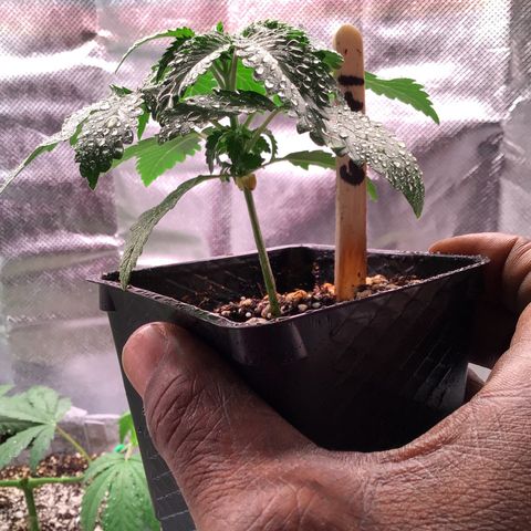 FAST ASSAPPETTE growlog timeline photo