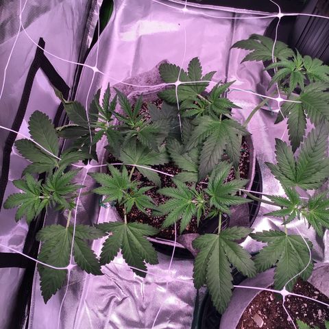 Red Hot Cookies growlog timeline photo