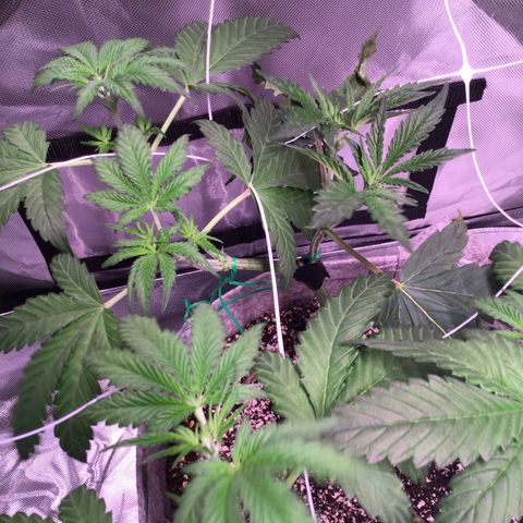 Red Hot Cookies growlog timeline photo