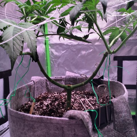 Red Hot Cookies growlog timeline photo