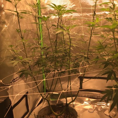 Red Hot Cookies growlog timeline photo