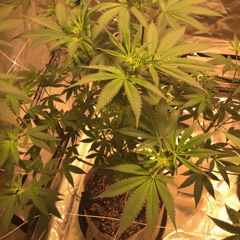Red Hot Cookies growlog timeline photo