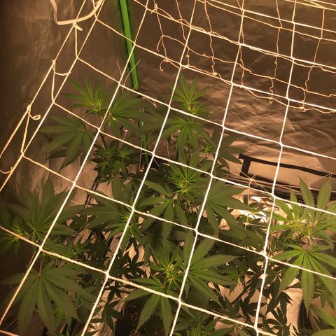 Red Hot Cookies growlog timeline photo
