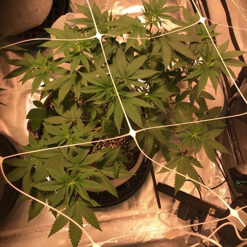 FAST ASSAPPETTE growlog timeline photo