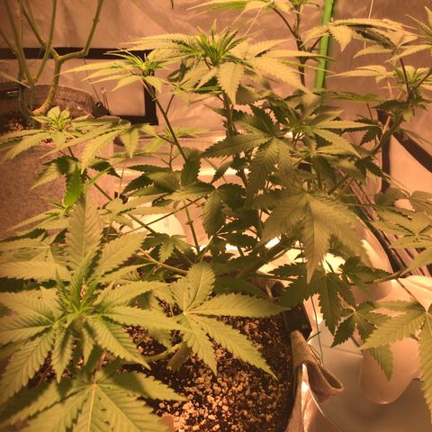 FAST ASSAPPETTE growlog timeline photo