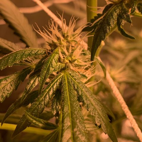 Red Hot Cookies growlog photo: Week 4
Skipped day of water 💦 