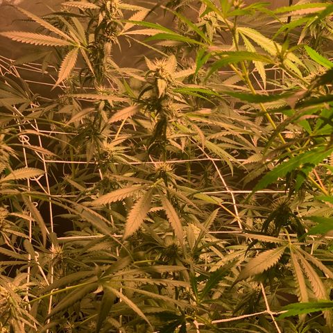 Red Hot Cookies growlog photo: Week 4
Skipped day of water 💦 