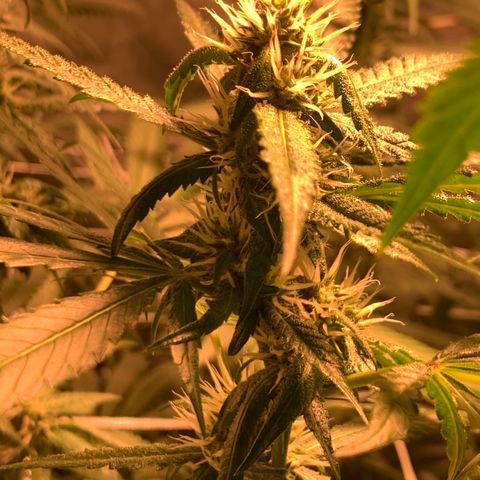Red Hot Cookies growlog photo: Week 4
Skipped day of water 💦 