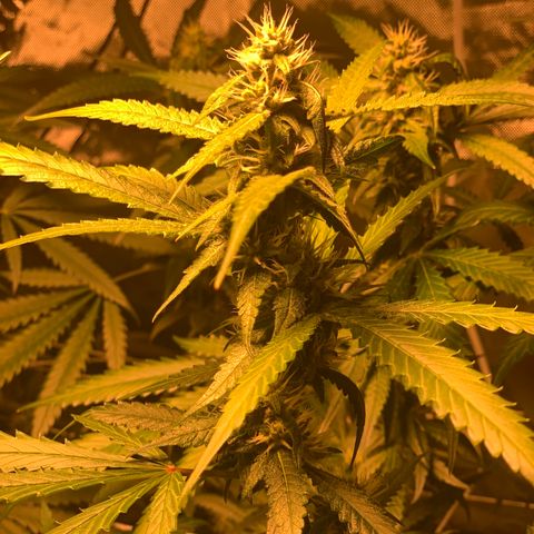 Red Hot Cookies growlog photo: Week 4
Skipped day of water 💦 