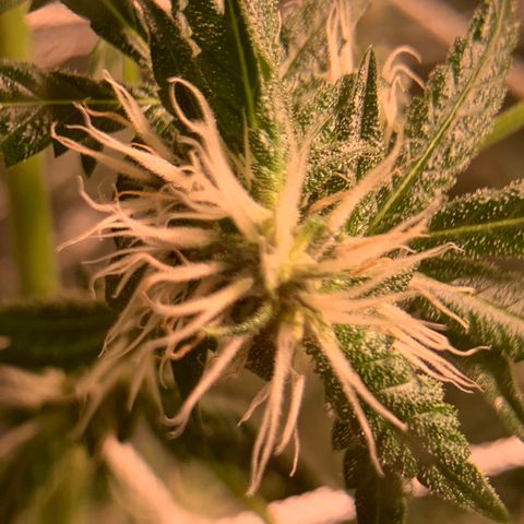Red Hot Cookies growlog photo: Week 4
Skipped day of water 💦 
