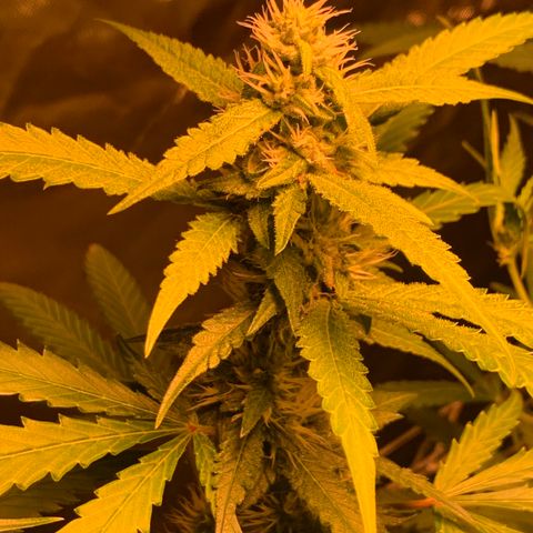 Red Hot Cookies growlog photo: Week 4
Skipped day of water 💦 