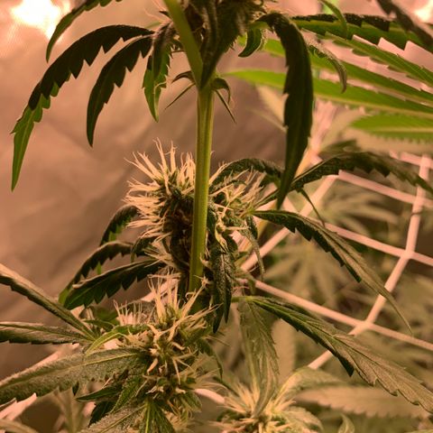 Red Hot Cookies growlog photo: Week 4
Skipped day of water 💦 