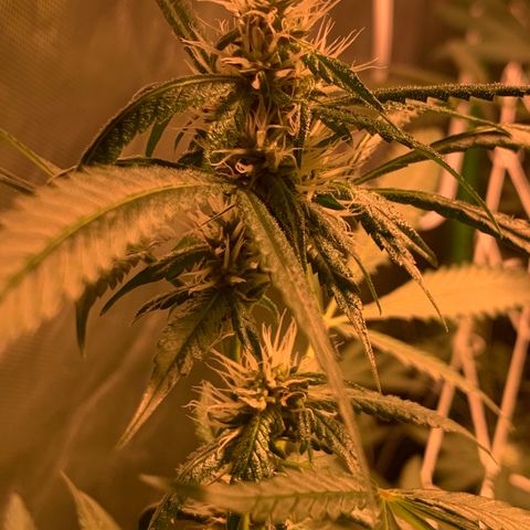 Red Hot Cookies growlog photo: Week 4
Skipped day of water 💦 