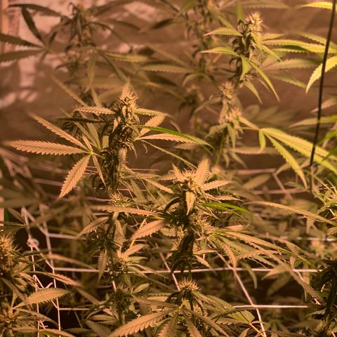 Red Hot Cookies growlog photo: Week 4
Skipped day of water 💦 