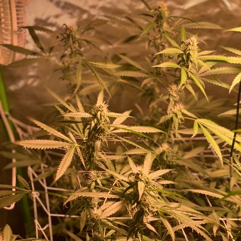 Red Hot Cookies growlog photo: Week 4
Skipped day of water 💦 