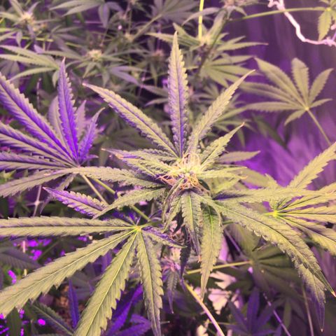 FAST ASSAPPETTE growlog timeline photo