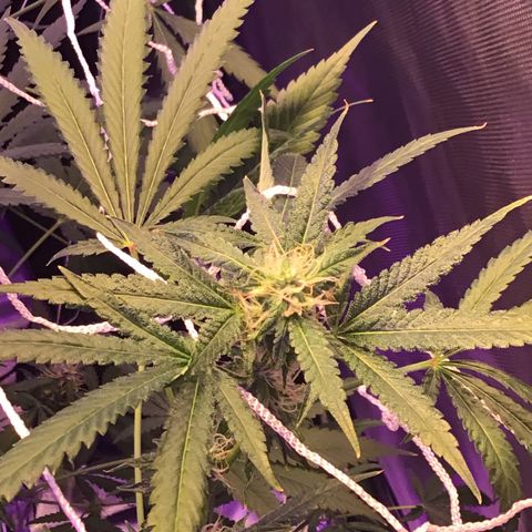 FAST ASSAPPETTE growlog timeline photo