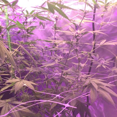 FAST ASSAPPETTE growlog timeline photo