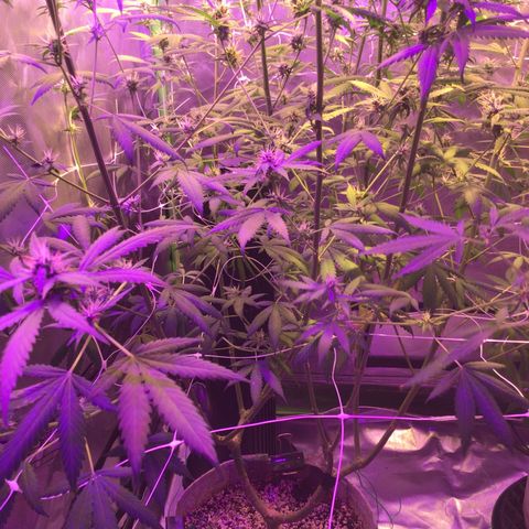 Red Hot Cookies growlog timeline photo