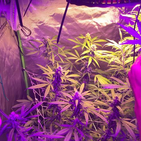Red Hot Cookies growlog timeline photo