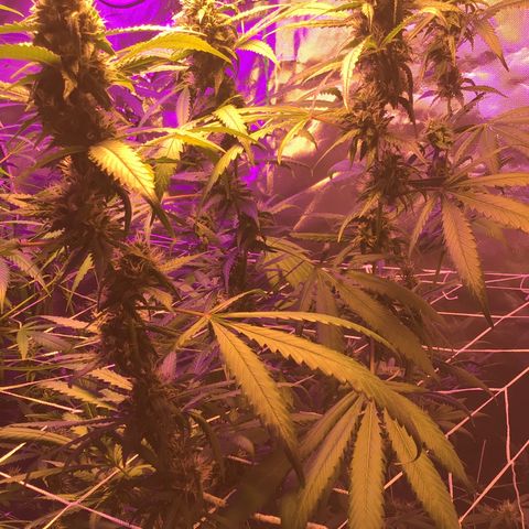 Red Hot Cookies growlog timeline photo