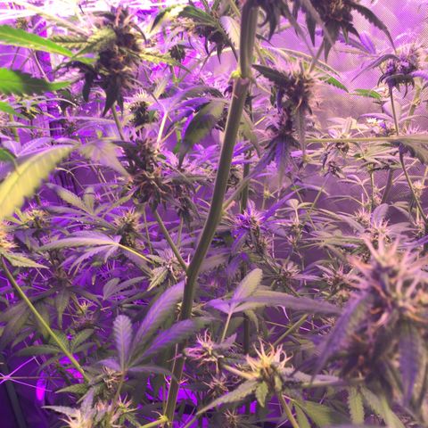Red Hot Cookies growlog timeline photo