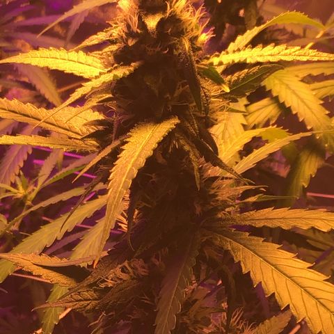 Red Hot Cookies growlog timeline photo