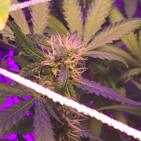Red Hot Cookies growlog timeline photo