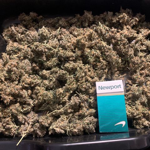 Red Hot Cookies growlog photo: 158grms after trimming not including shake