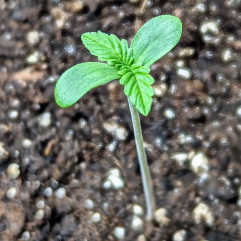 Sunset Sherbet Automatic growlog timeline photo