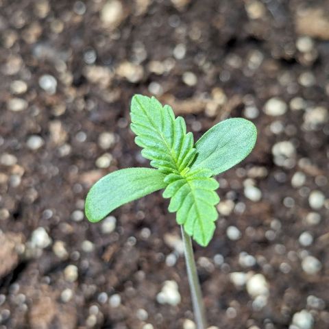Sunset Sherbet Automatic growlog timeline photo