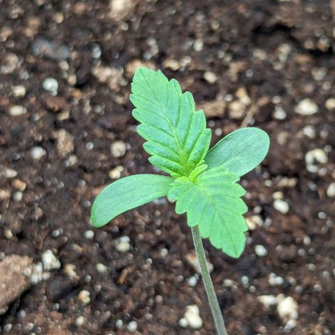 Sunset Sherbet Automatic growlog timeline photo