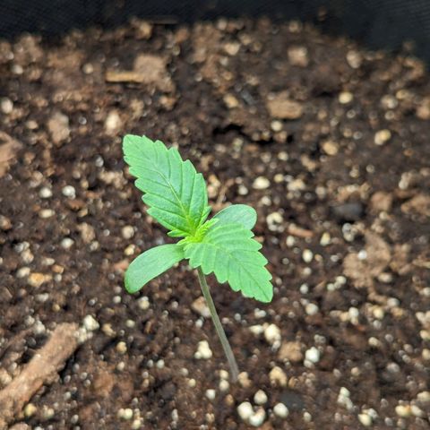 Sunset Sherbet Automatic growlog timeline photo