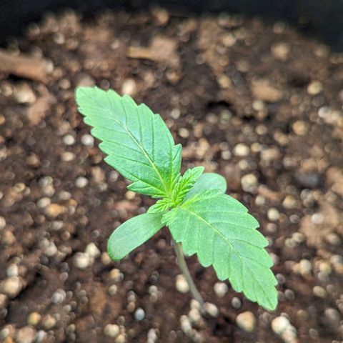 Sunset Sherbet Automatic growlog timeline photo