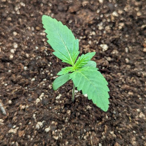 Sunset Sherbet Automatic growlog timeline photo