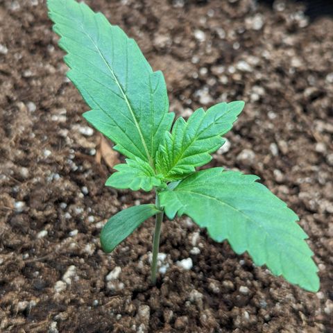 Sunset Sherbet Automatic growlog timeline photo