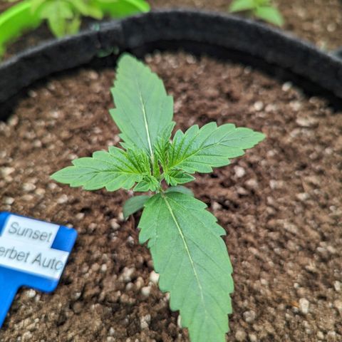 Sunset Sherbet Automatic growlog timeline photo
