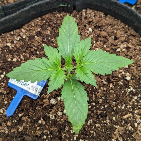 Sunset Sherbet Automatic growlog timeline photo