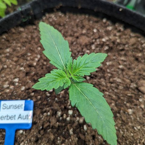Sunset Sherbet Automatic growlog timeline photo