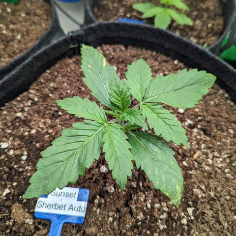 Sunset Sherbet Automatic growlog timeline photo
