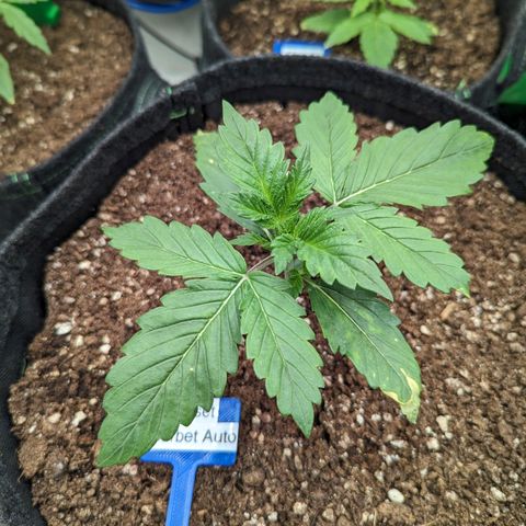 Sunset Sherbet Automatic growlog timeline photo